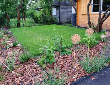 Miniatura: 7 roślin, które MUSISZ ściółkować jesienią...