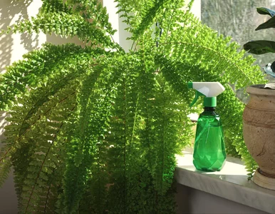 Miniatura: Wyjmij wszystkie 613 pestek i zalej wodą....