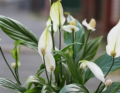 Miniatura: Skrzydłokwiat ginie zimą w polskich...
