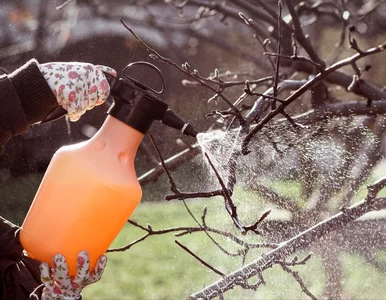 Miniatura: Ten oprysk ratuje drzewa przed chorobami....