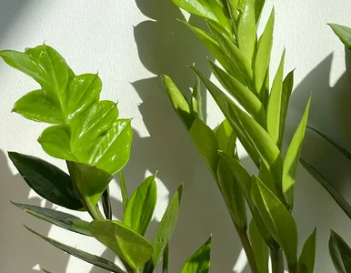 Miniatura: Jedna tabletka z apteki i zamiokulkas...