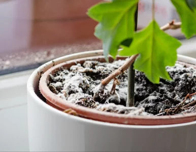 Miniatura: Biała pleśń zniknie z doniczki w jeden...