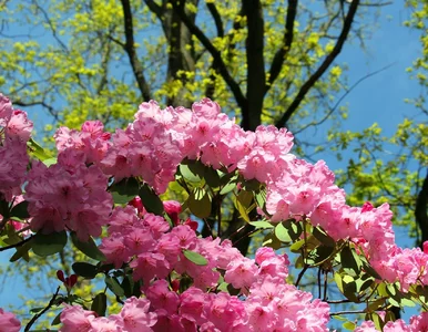 Miniatura: Wlej to na azalie w marcu. W maju sąsiadki...