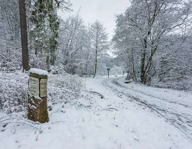 Miniatura: Grzyby w styczniu? Wystarczy mała odwilż,...