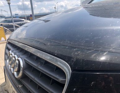 Miniatura: Jak oczyścić samochód z owadów, by go nie...
