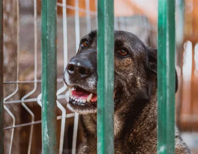 Miniatura: Mróz nie odpuszcza. MSWiA reaguje na...