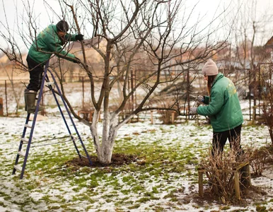 Miniatura: Te drzewa i krzewy przytnij zimą....