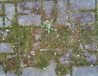 Miniatura: Posyp tym kostkę brukową. Mech zniknie bez...