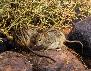 Miniatura: Troskliwy ojciec czy brutalny oprawca?...