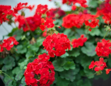 Miniatura: Sekret bujnie kwitnących pelargonii?...