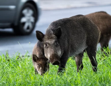 Miniatura: 400 dzików do odstrzału. Starosta apeluje...