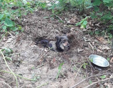 Miniatura: Pies zakopany żywcem w lesie. Policja...