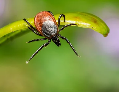 Miniatura: Rośnie liczba zakażeń kleszczowym...