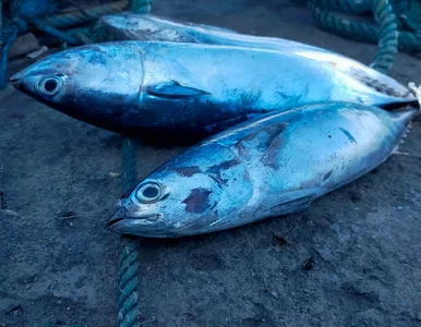 Miniatura: Potężny tuńczyk chwycił za haczyk. Padł...