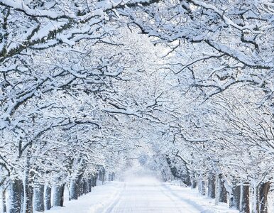 Miniatura: Niesamowita zimowa atrakcja. W Polsce...