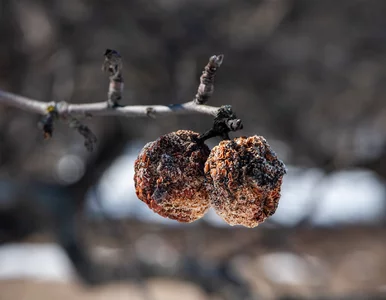 Miniatura: Zimą wiszą cicho, wiosną niszczą plony....