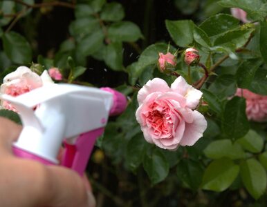 Miniatura: Popsikaj krzewy róż, a mszyce nawet nie...
