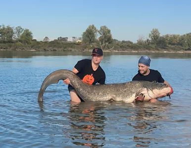 Miniatura: Polscy wędkarze złowili we Włoszech...