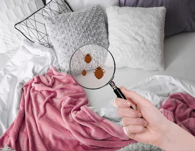 Miniatura: Posyp, odczekaj, odkurz. Pluskwy znikną z...