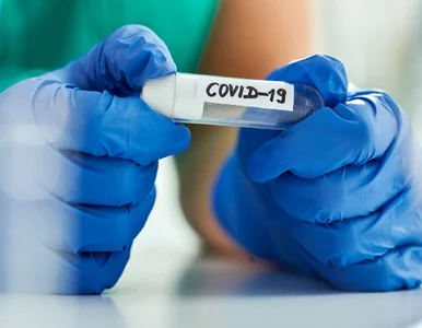 Miniatura: Pfizer o sporze z Polską. Umowy trzeba...