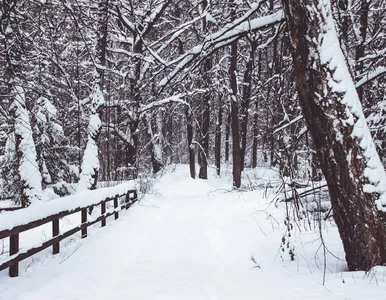 Miniatura: Prognoza na Święta Bożego Narodzenia i...