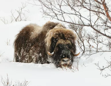 Miniatura: Nowe puchate zwierzę w Polsce. Można je...