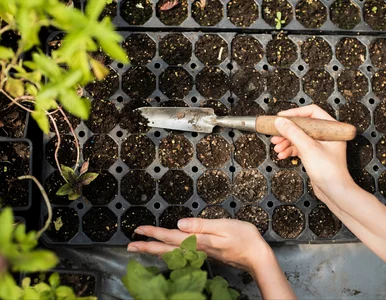 Miniatura: Papryka nie chce wschodzić? Ziemia jest za...