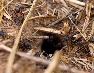 Miniatura: Wlej do gniazda, ale nie popełnij tego...