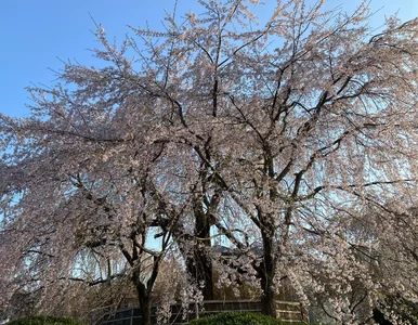 Miniatura: „Mała Japonia” w Polsce. Tutaj zobaczysz...