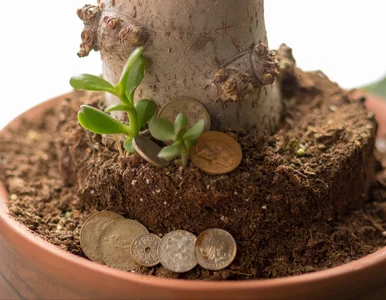 Miniatura: Wkładają monetę do doniczki lub nawozu....