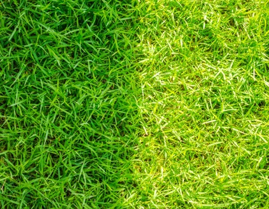 Miniatura: Zrób to do końca marca. Mech zniknie, a...