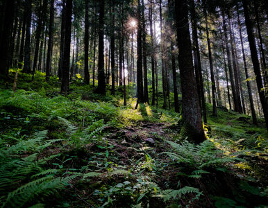 Miniatura: Nocowanie w lesie ma być łatwiejsze. Lasy...