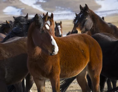 Miniatura: Ranczo większe niż całe państwo....