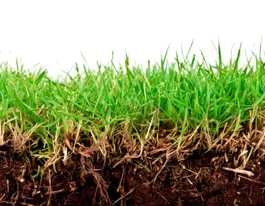 Miniatura: Wysiej trawę... zimą. Zyska przewagę nad...