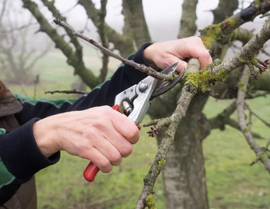 Miniatura: Źle przytniesz rośliny jesienią, a wiosną...