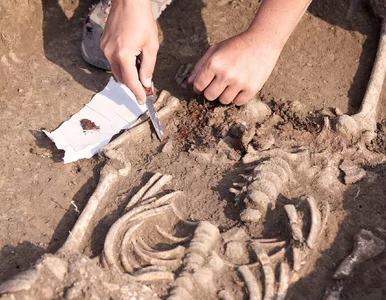 Miniatura: Mrożące krew w żyłach odkrycie polskich...