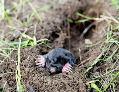 Miniatura: Kret zniszczył pół trawnika. Sąsiad kazał...