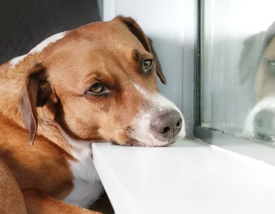 Miniatura: Wyrzucona do kontenera niczym śmieci....