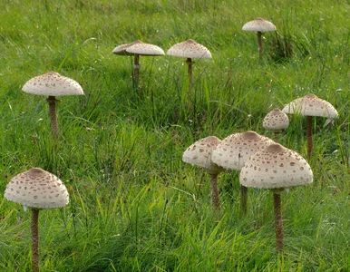Miniatura: Grzybiarze ruszyli do lasów. Ujawnili...