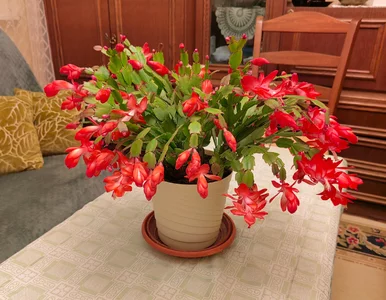 Miniatura: Węgiel aktywny do grudnika? Ten trik...