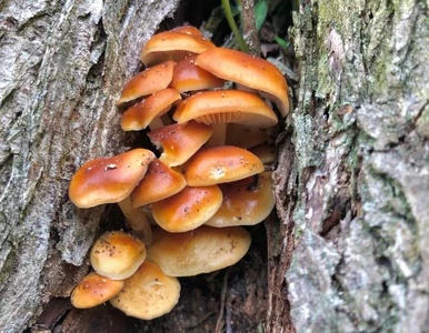 Miniatura: Grzybobranie nie tylko do pierwszych...