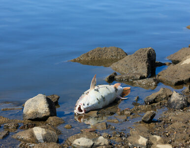 Miniatura: Śnięte ryby w rzece Ner. Zwołano sztab...