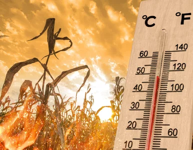 Miniatura: Takie będzie lato 2026. Meteorolodzy...