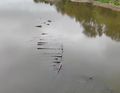 Miniatura: Ojciec Krzysztofa Dymińskiego przeczesywał...