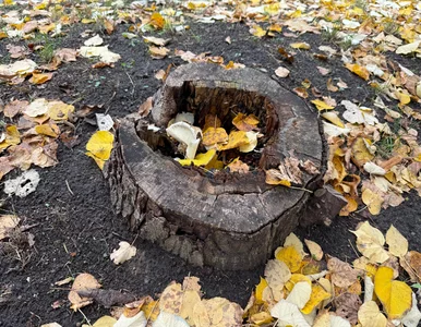 Miniatura: Nie kop, nie pal, nie truj gleby. Tak...