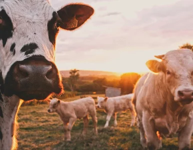 Miniatura: Unijne dopłaty do ukraińskiego bydła....