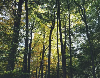 Miniatura: Wybrał się na spacer do lasu, wrócił z...