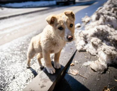 Miniatura: To szkodzi psu w czasie spaceru. Lekarka...