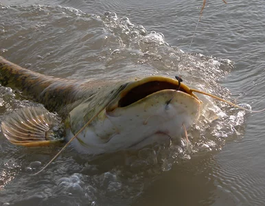 Miniatura: Polacy wybrali się nad Ebro, złowili...