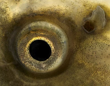 Miniatura: Wędkarz złowił gigantyczną rybę, tak...